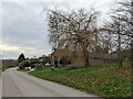 Willow tree by Almeley primary school