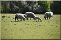 Sheep grazing