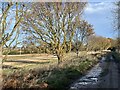 Ferry Lane near Cowton House