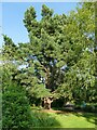 Tall pine in Vivary Park