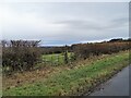 NZ0855 : Roadside fence on Fines Lane by Robert Graham