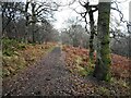 Garscadden Wood