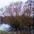 TQ5782 : Tree on one of the ex-gravel pit lakes at Belhus Woods Country Park by Roger Jones