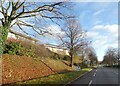 Bare trees and fallen leaves, B4380 on edge of Shrewsbury