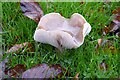 SO7844 : Fungi  by Philip Halling