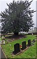 ST4492 : Yew in St Mary's churchyard, Llanvair Discoed by Jaggery