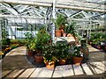 Central bed in the Botanic glasshouse