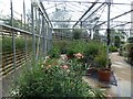 Plants in the Royal Botanic glasshouse