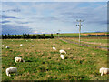 Sheep Grazing near Castletown Road