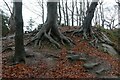 Beech trees above the quarry