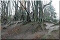 Line of Beech trees