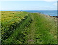 NT4699 : Fife Coastal Path at Kincraig by Mat Fascione
