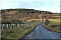 New woodland by the B9138 in Strathspey