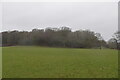 TQ6427 : Newbridge Wood and pastureland by N Chadwick
