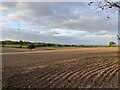 Planted field near Hillside Farm