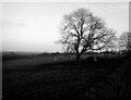 Tree seen from Bradford Road (B6135), Drighlington