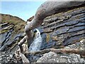 Driftwood and Waterfall