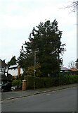 SU9957 : Lamppost in West Hill Road by Basher Eyre