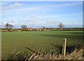 Autumn sown crop and Holland Road Farm