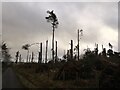 NZ0598 : Storm Arwen devastation by Leanmeanmo