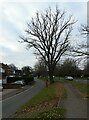 Looking south-west along Turnoak Lane