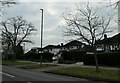 Winter trees in Wych Hill Lane