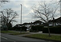 TQ0057 : Winter trees in Wych Hill Lane by Basher Eyre