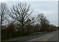 Winter trees in Woking Park Road