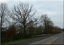 TQ0057 : Winter trees in Woking Park Road by Basher Eyre