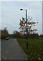 Lamppost in Woking Park Road