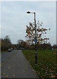 TQ0057 : Lamppost in Woking Park Road by Basher Eyre