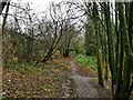 Path junction on the Brook Wood Trail