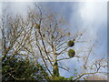 Mistletoe on winter trees