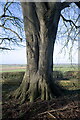 SK8524 : Trunk of the Beech Tree by Bob Harvey