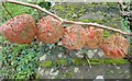 Chinese Lantern plants, Luddenham