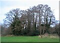 Tutbury Fields