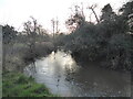 Early hazel catkins over the Reabrook in Shrewsbury