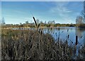 Another view of Athersley Community Lake