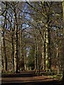 SK4663 : Woodland path at Hardwick Hall by Graham Hogg