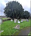 SO3909 : Churchyard yews, Bryngwyn, Monmouthshire by Jaggery