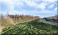 Grassy slope rising to birch woodland