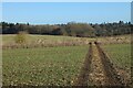 Farmland, East Tisted