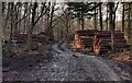 Timber stacks in Cleobury Coppice