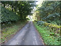 NT5428 : Wall and tree enclosed minor road near Eastfield by Peter Wood
