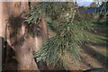 TF0705 : Foliage of the Giant Redwood by Bob Harvey