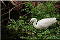 Little Egret