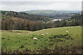 Sheep below Gap House Farm