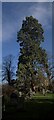 TF0705 : Sequoiadendron giganteum, the Giant Redwood by Bob Harvey
