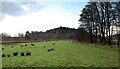 NY6922 : Looking along Murton Beck to Highmoor Plantation by Andy Waddington