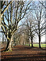 NY9265 : Avenue of trees at Tyne Green by Oliver Dixon